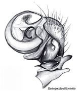 Pedipalpus