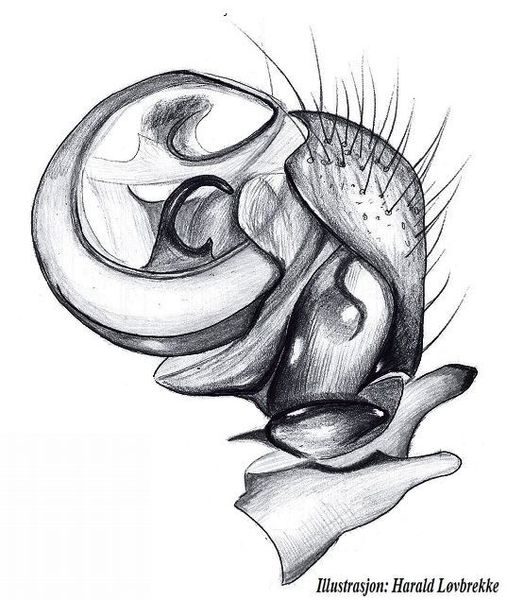 Datei:Panamomops mengei palp HLovbrekke.jpg