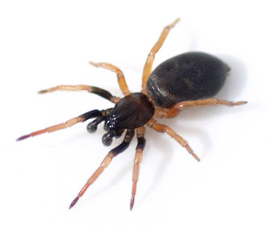 Phaeocedus braccatus male 600.jpg