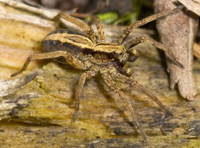 Taeniata Rennsteig 08-08 02.jpg