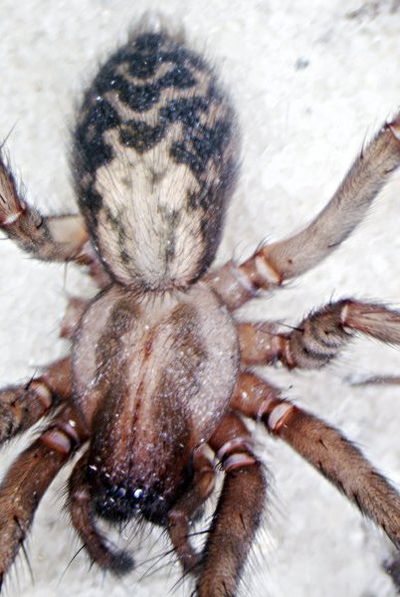 Tegenaria domestica fem.jpg