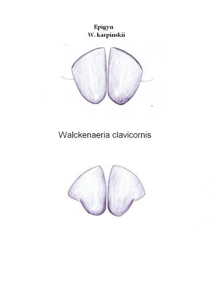 Datei:W. clavicornis karpinskii.JPG