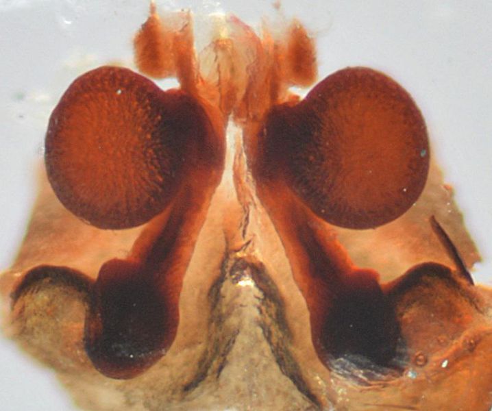 Datei:Agalenatea redii w vulva WOertel.jpg