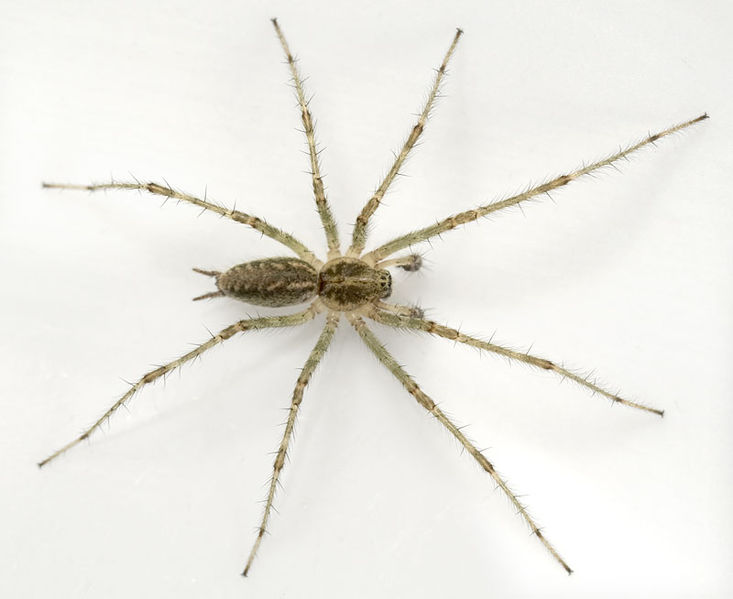 Datei:Allagelena-gracilens Weimar 09-08 03.jpg