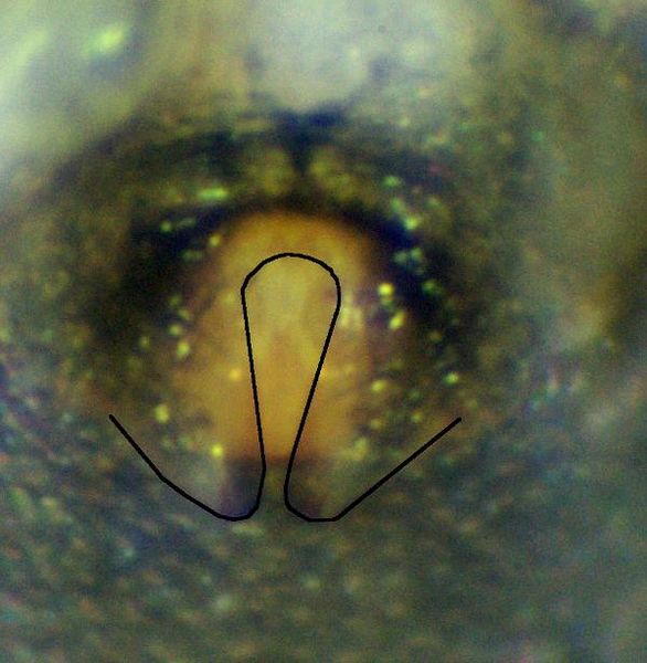Datei:Diplocephalus picinus epigyne-hl-040510-487-8.jpg