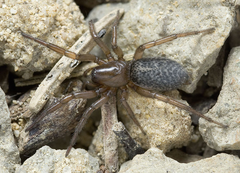 Datei:Gnaphosa-alacris Sardinien-Usini 13-09 02.jpg
