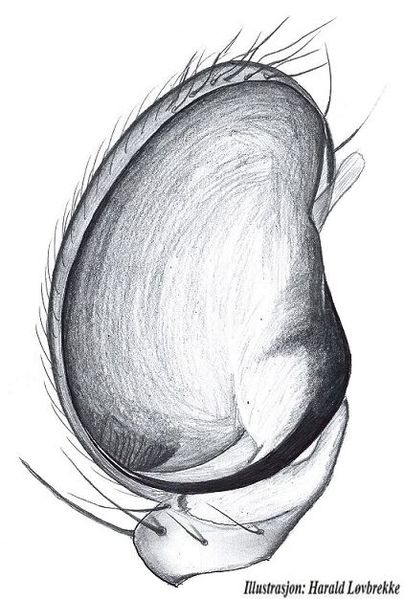 Datei:Hahnia pusilla palp und HLovbrekke.jpg