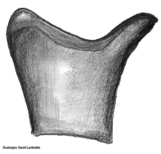 Datei:Neon robustus tibialapophysis2 HLovbrekke.jpg