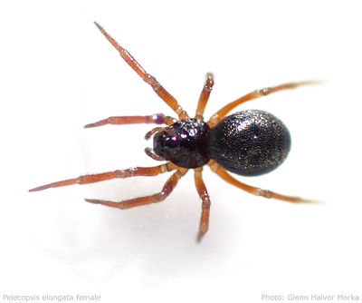 Pelecopsis elongata hunn 3 210310-600.jpg