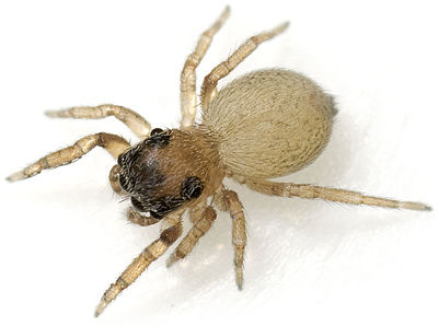 Reticulatus Paulinzella 08-07 01.jpg