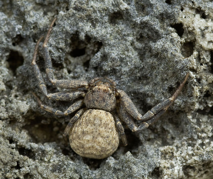 Datei:Xysticus-caperatus GR-Igounemitsa 10-05 01.jpg