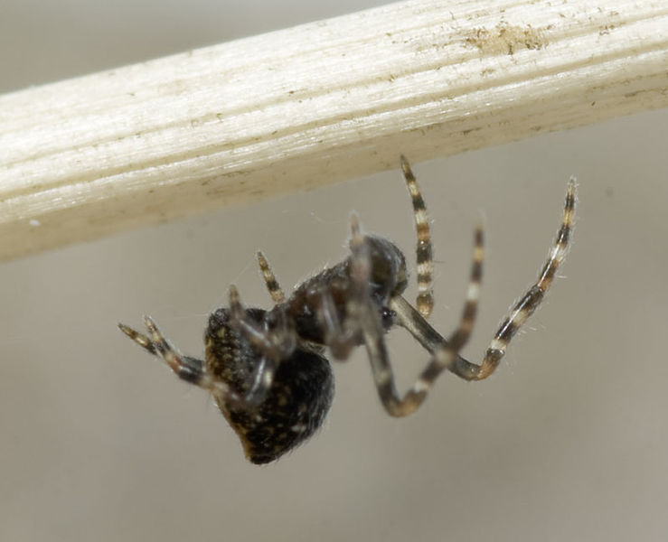 Datei:Achaeridion-conigerum Kohlgrund 09-09 01.jpg