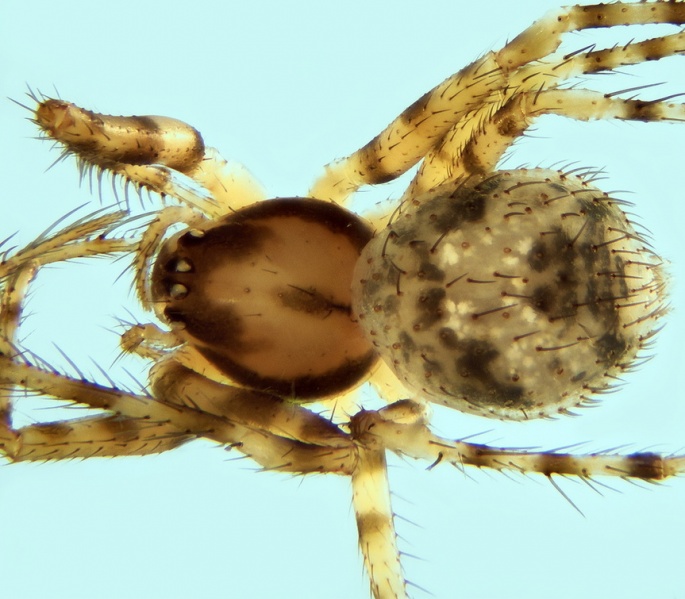 Datei:Ero flammeola female 20181013104620-9c58a3e8-me.jpg