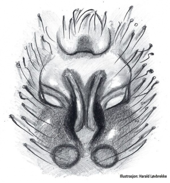 Datei:Gnaphosa sticta epigyn HLovbrekke.jpg