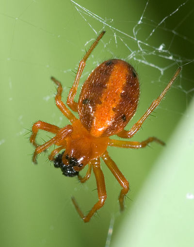 Hypsosinga heri 7-6656.jpg