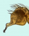 Pedipalpus