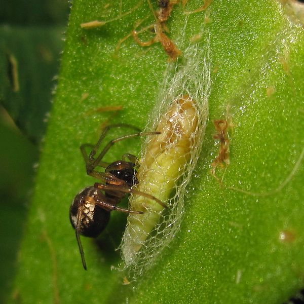 Datei:Pachygnatha degeeri-frisst-Plutella xylostella-TinaSchulz2.jpg