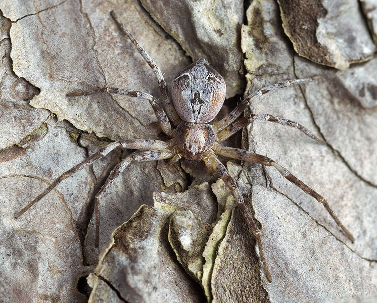 Datei:Philodromus-hierroensis Teneriffa-LasCasas 15-03 02-safemale.jpg