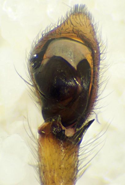 Datei:Philodromus cespitum pedipalpus left-800.jpg