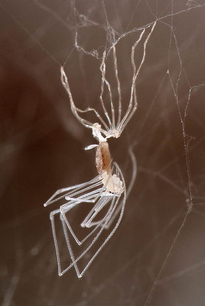 Datei:Pholcus phalangioides 16.07.2008 (2).JPG