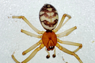 Steatoda grossa 2012-10-13 Luebeck Altstadt m.jpg