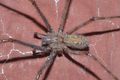 Tegenaria parietina (3) Canu S.jpg