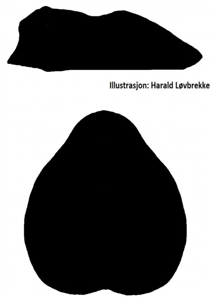 Datei:Agyneta conigera fem prosoma Hlovbrekke.jpg