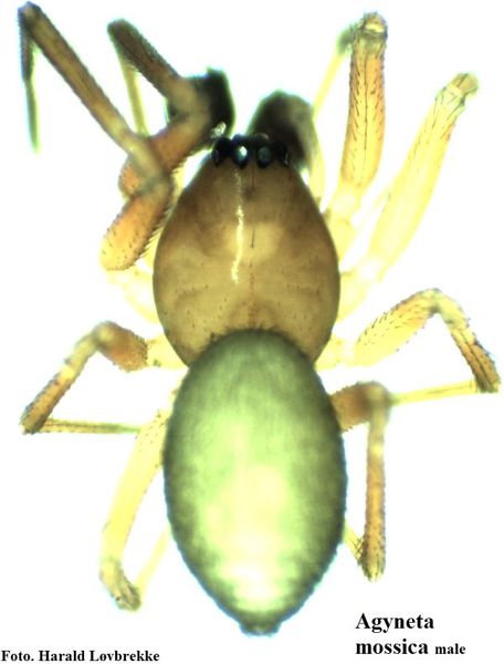 Datei:Agyneta mossica male do HLovbrekke.jpg