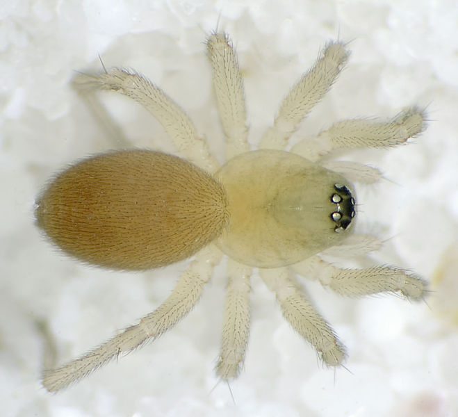 Datei:Fuscus Tiefurt 08-06 01.jpg