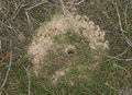 Geolycosa vultuosa burow PS5643.JPG