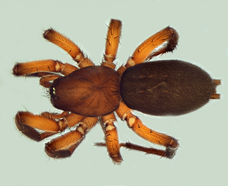 Datei:Gnaphosa alpica female 20140808171651-0bf01cfb-me.jpg