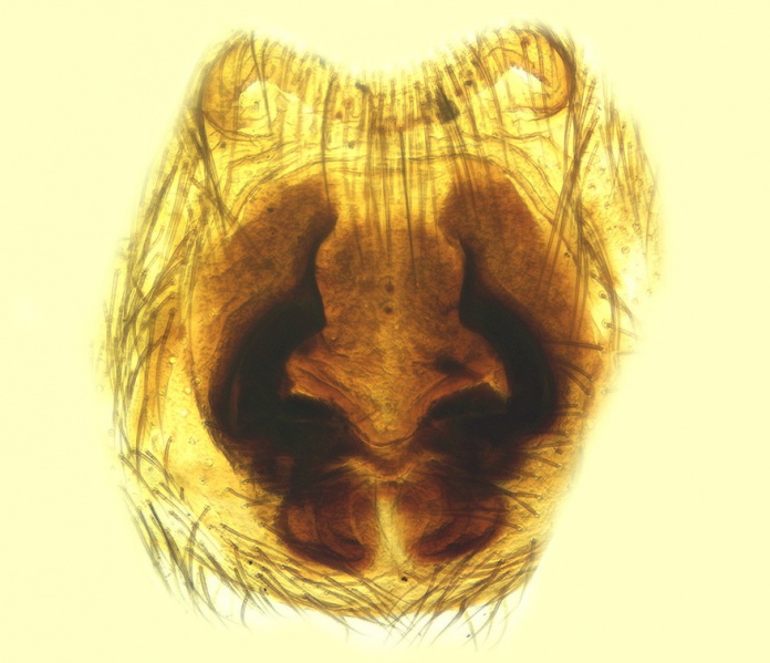 Datei:Haplodrassus dentifer Epigyne 20180803144859-f8db675f-me.jpg