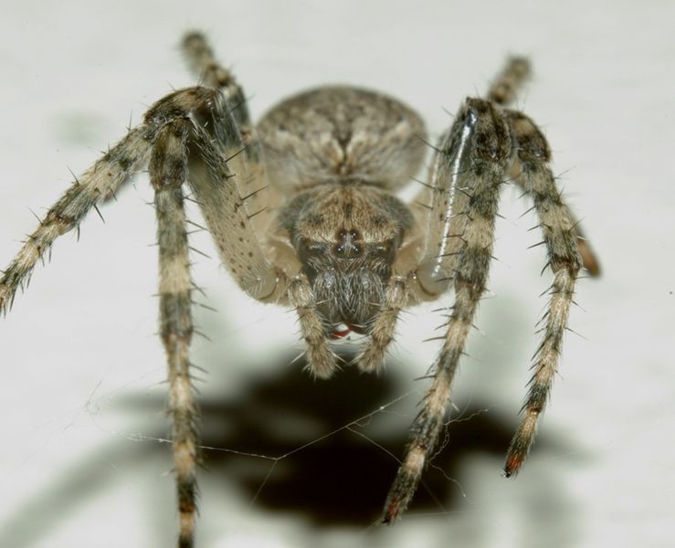 Datei:Larinioides ixobolus female PC3292.JPG