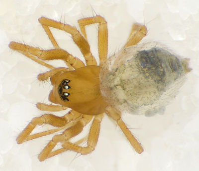 Saaristoa-firma Bierkeller6711 07-02 01.jpg