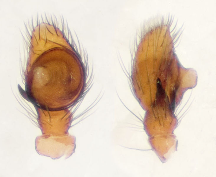 Datei:Sibianor-larae Ettersberg 09-05 06-Ped.jpg
