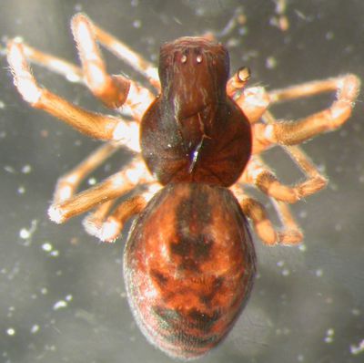 Emblyna annulipes m do AFjellberg.jpg