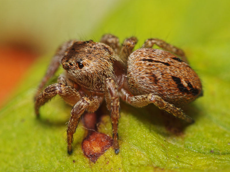 Datei:Evarcha arcuata female A6183 PL4163.JPG