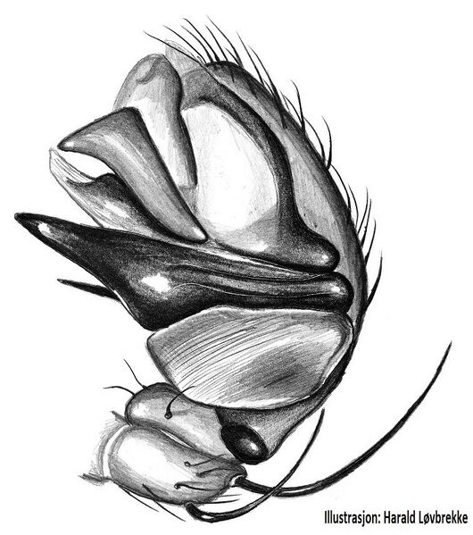 Datei:Hypsosinga sanguinea palp w HLovbrekke.jpg