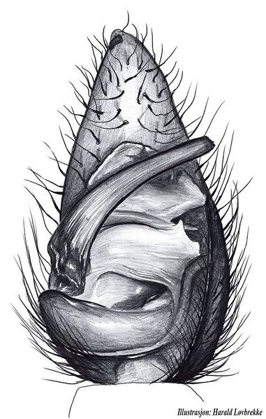 Datei:Pardosa riparia palpeund HLovbrekke.jpg