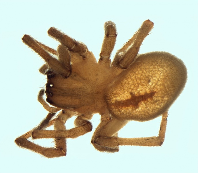 Datei:Cheiracanthium montanum female 20160628192613-3038a4a1-me.jpg