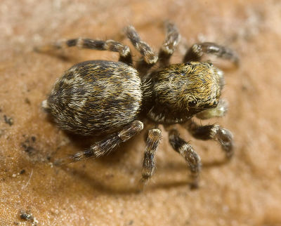 Pseudeuophrys-erratica Mordtal 09-04 04.jpg