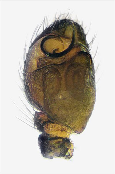 Datei:Talavera petrensis.jpg