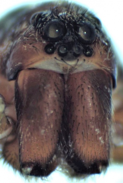 Datei:Trochosa terricola front male HLovbrekke.jpg