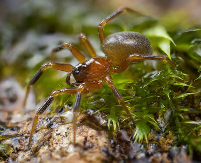 Walckenaeria-atrotibialis Paulinzella-5332 16-07 03-female.jpg