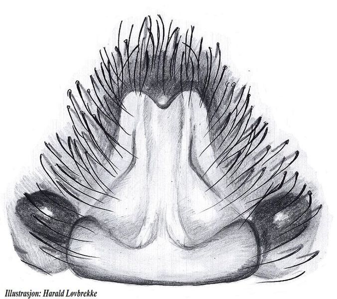 Datei:Pardosa saltans epigyn HLovbrekke.jpg