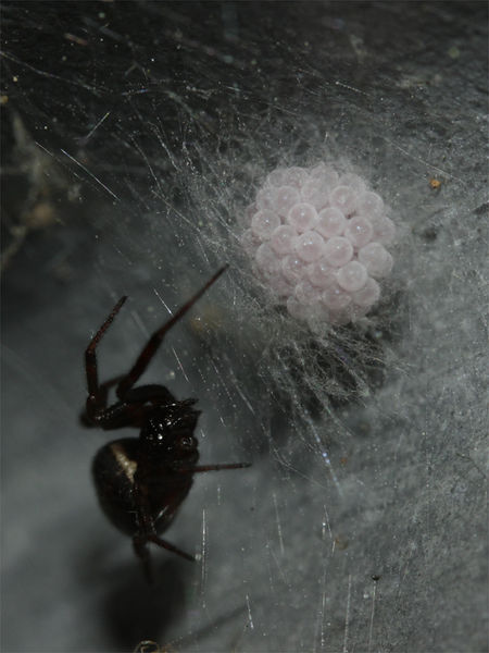 Datei:S. bipunctata Kokon.jpg