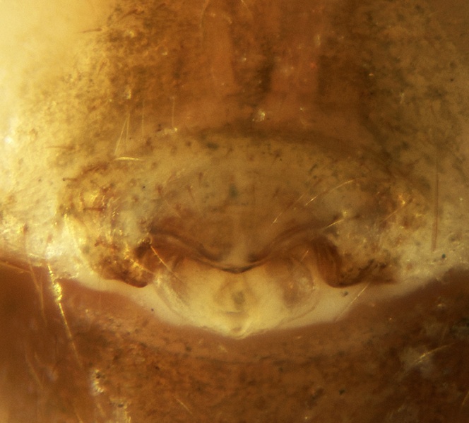 Datei:Troglohyphantes affirmatus Epigyne 20180107185216-7ae63379.jpg