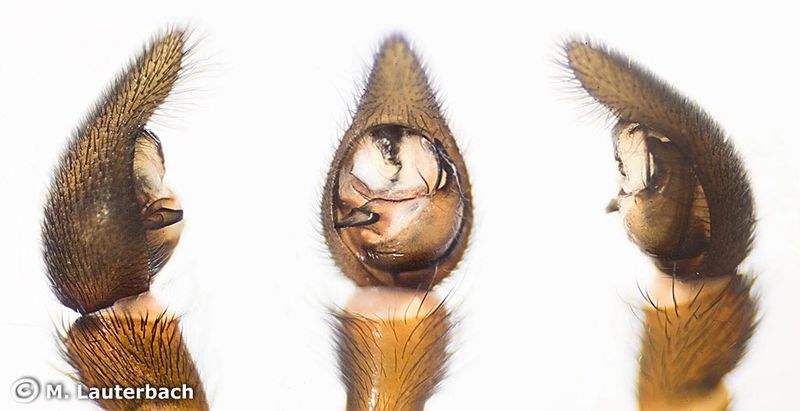 Datei:Alopecosa cuneata 5 1024.jpg