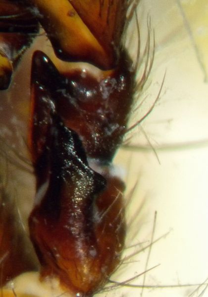 Datei:Coelotes atropos Tibialapophyse ABach.jpg