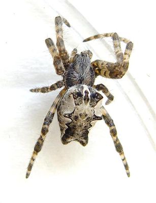 Cyrtophora dorsal Oertel.jpg